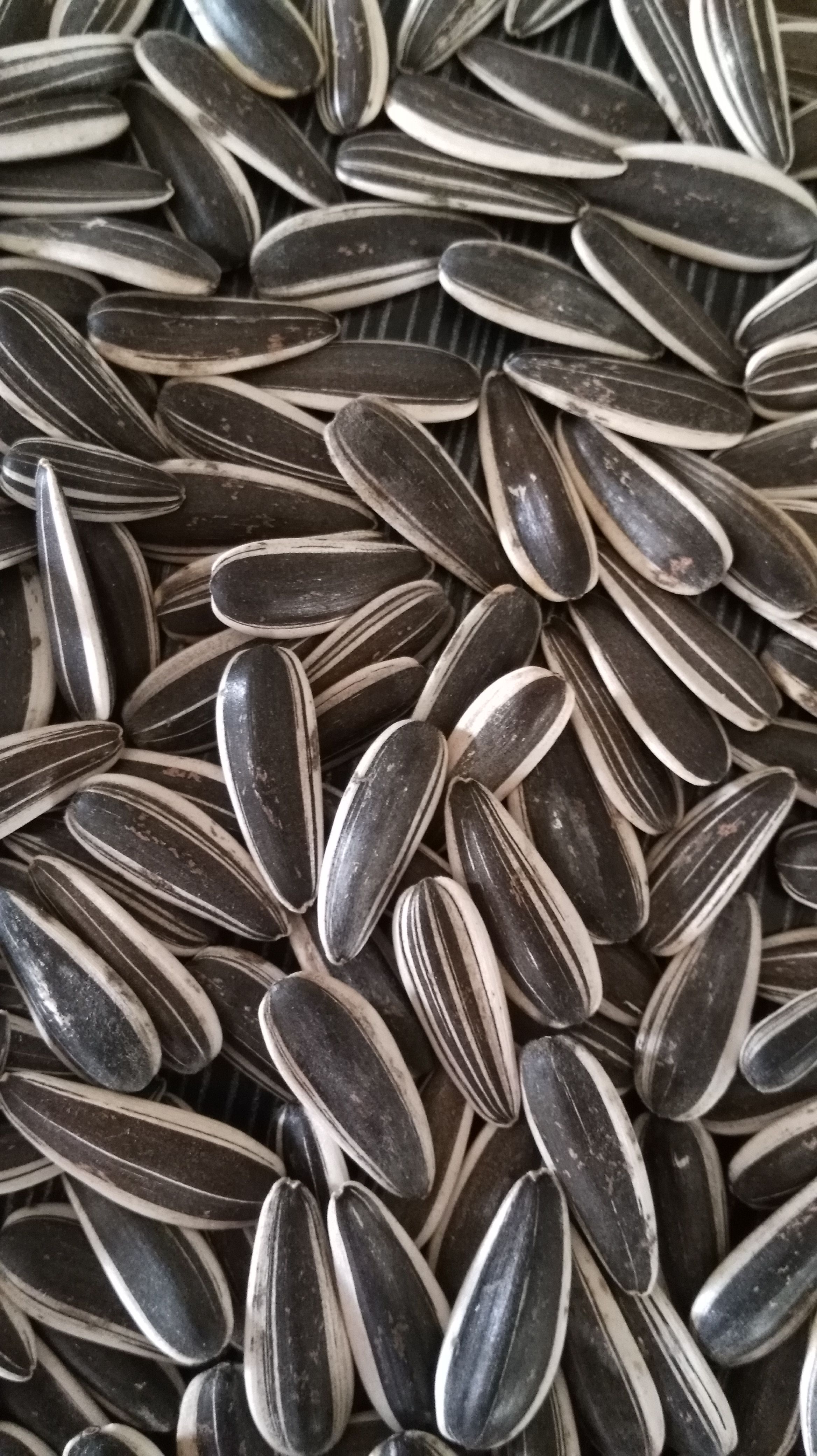 Sunflower seeds 601 ready for roasting