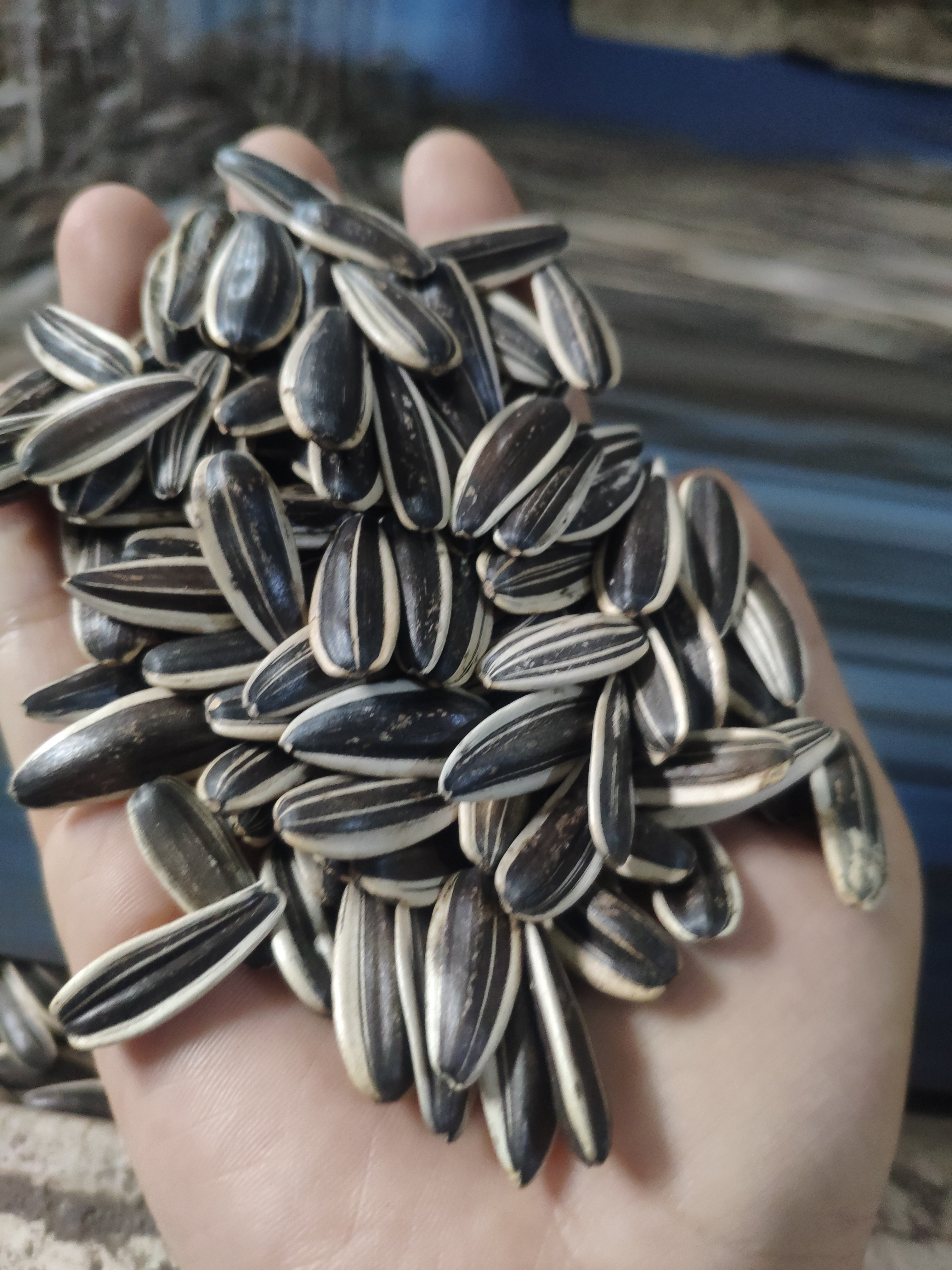 Sunflower seeds 601 sample in hand