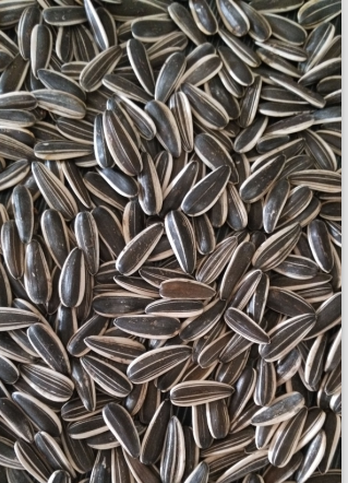 Graphic of sunflower seeds 601 size distribution