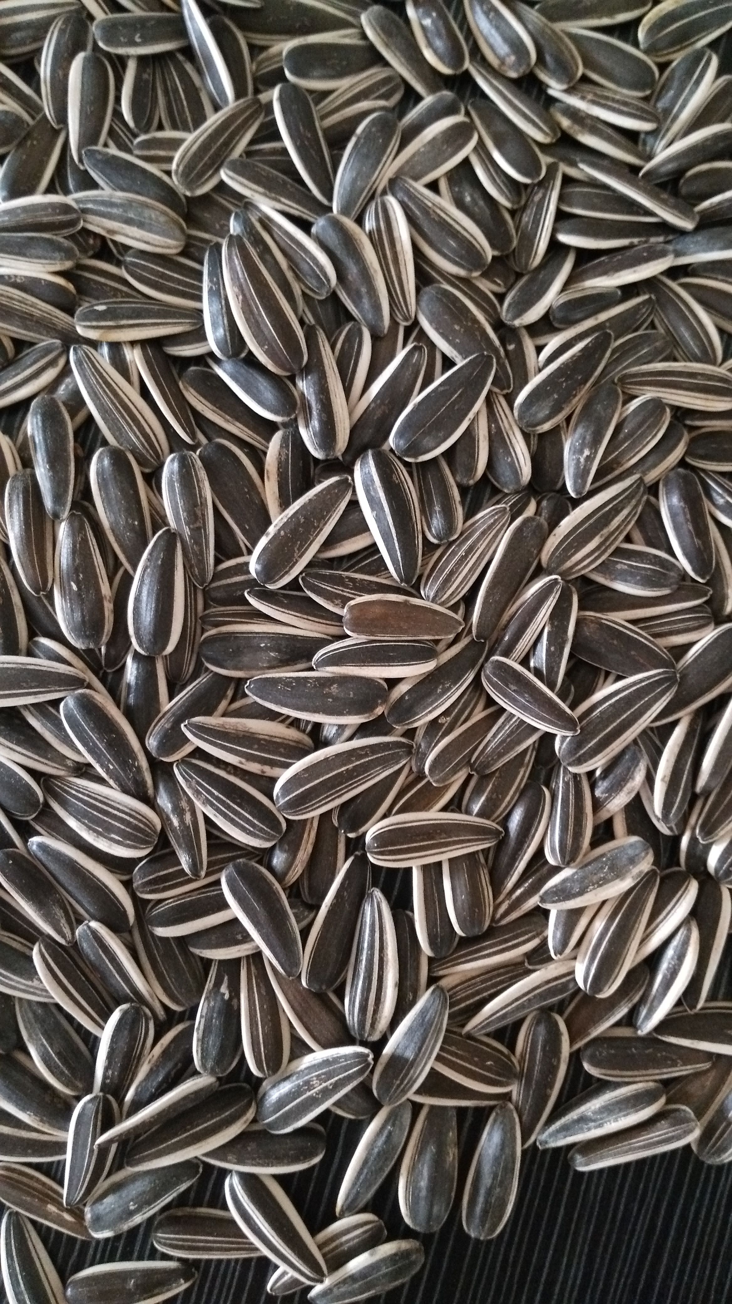 Sunflower Seeds 601