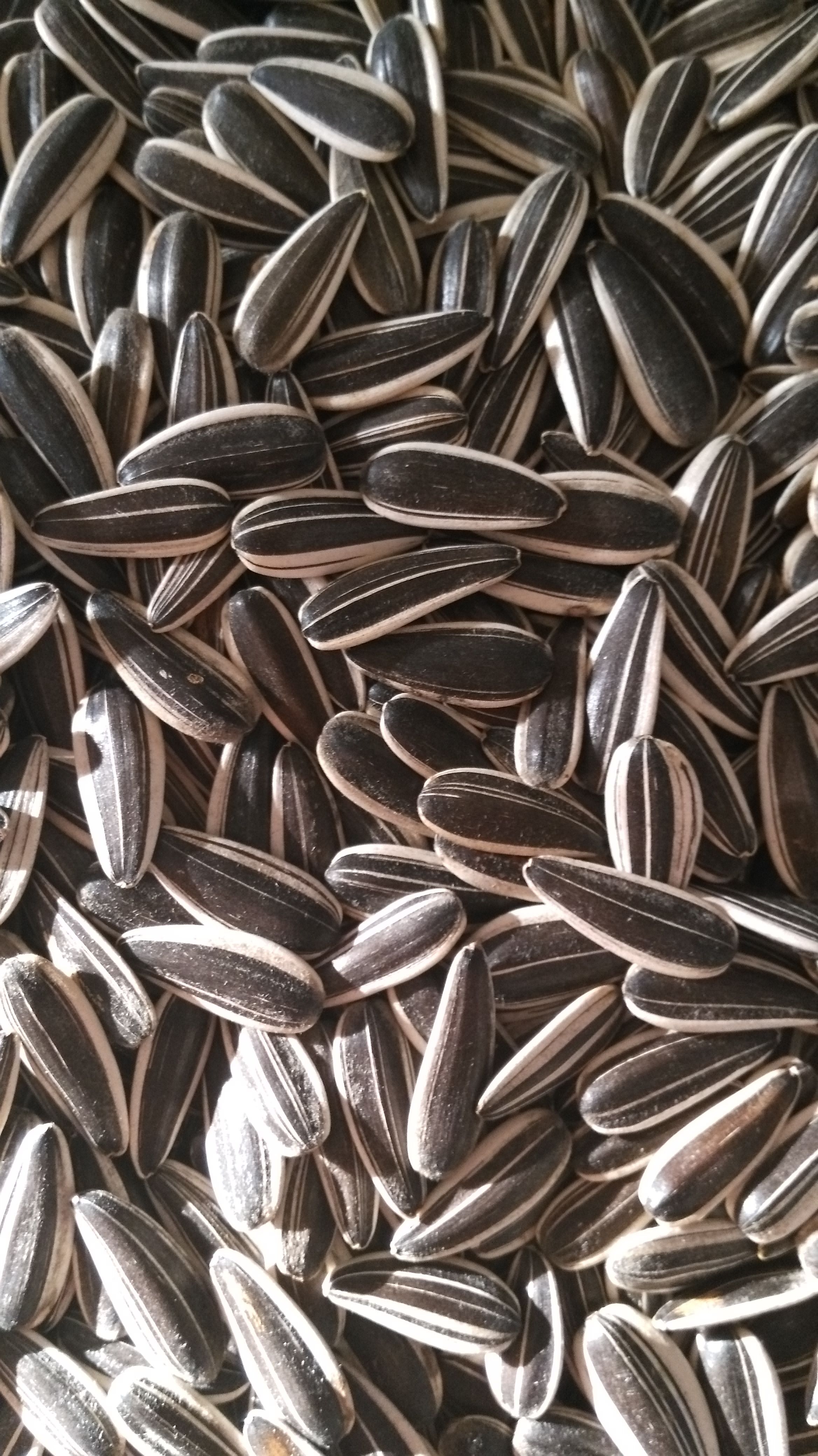 Raw sunflower seeds 601 scattered