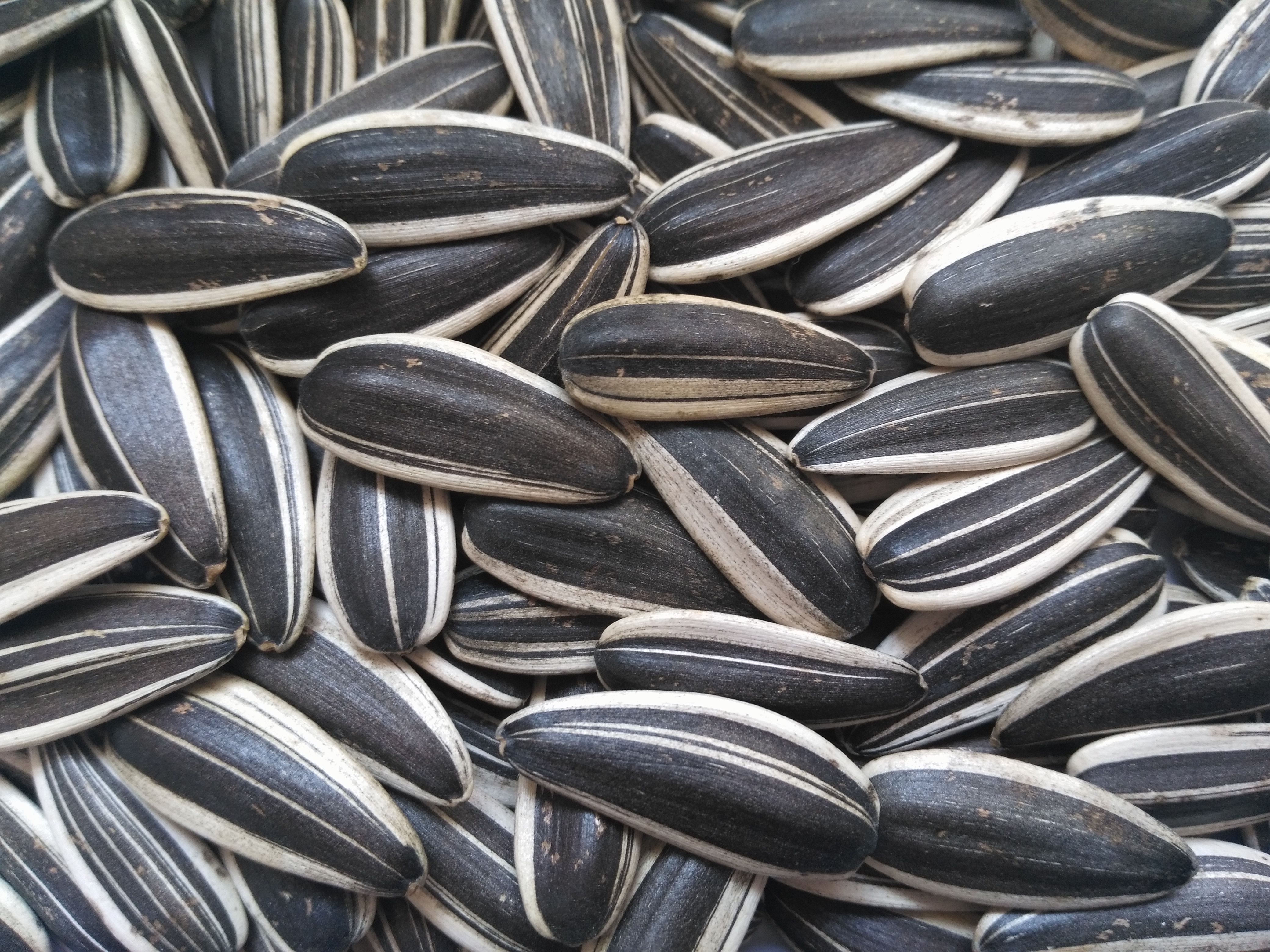 Raw Medium Size Sunflower Seeds 601 in bulk bag
