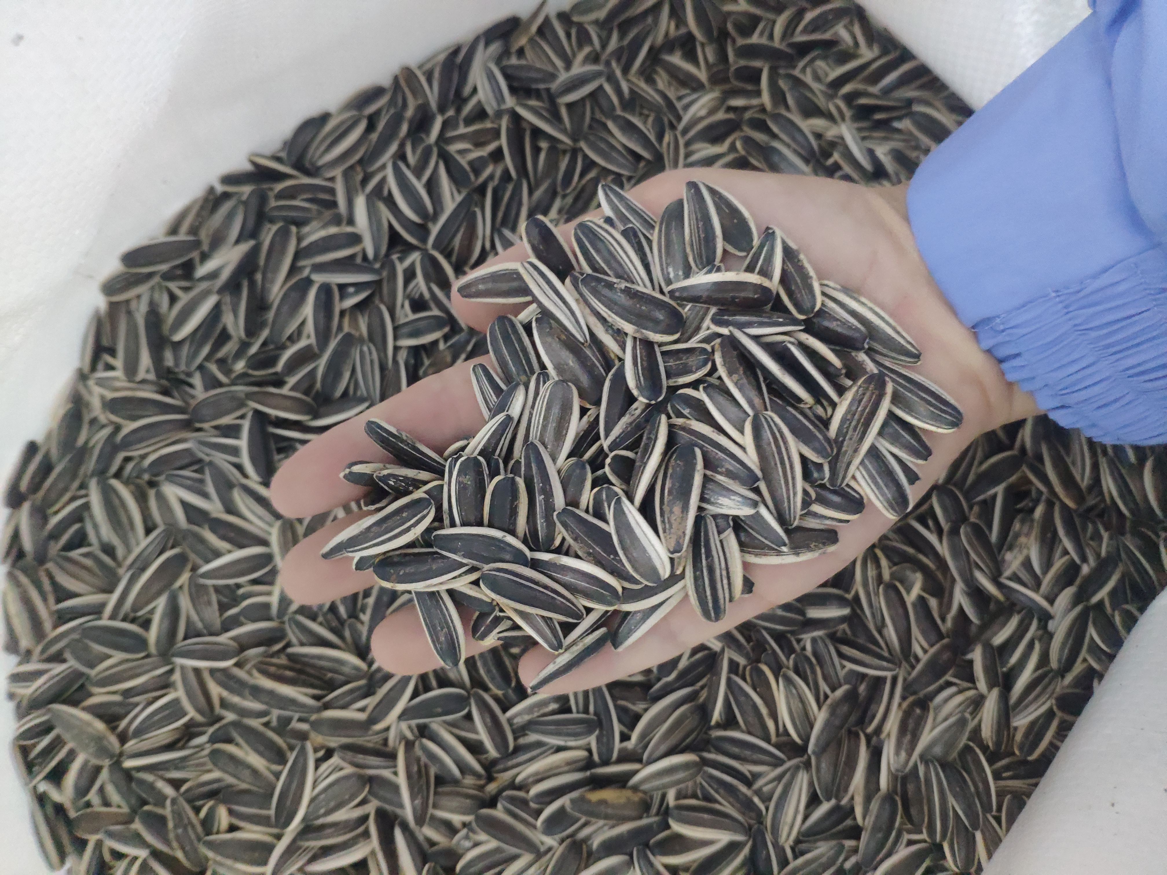 Close-up of sunflower seeds 601 with black and white stripes