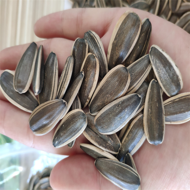 Sunflower Seeds 361