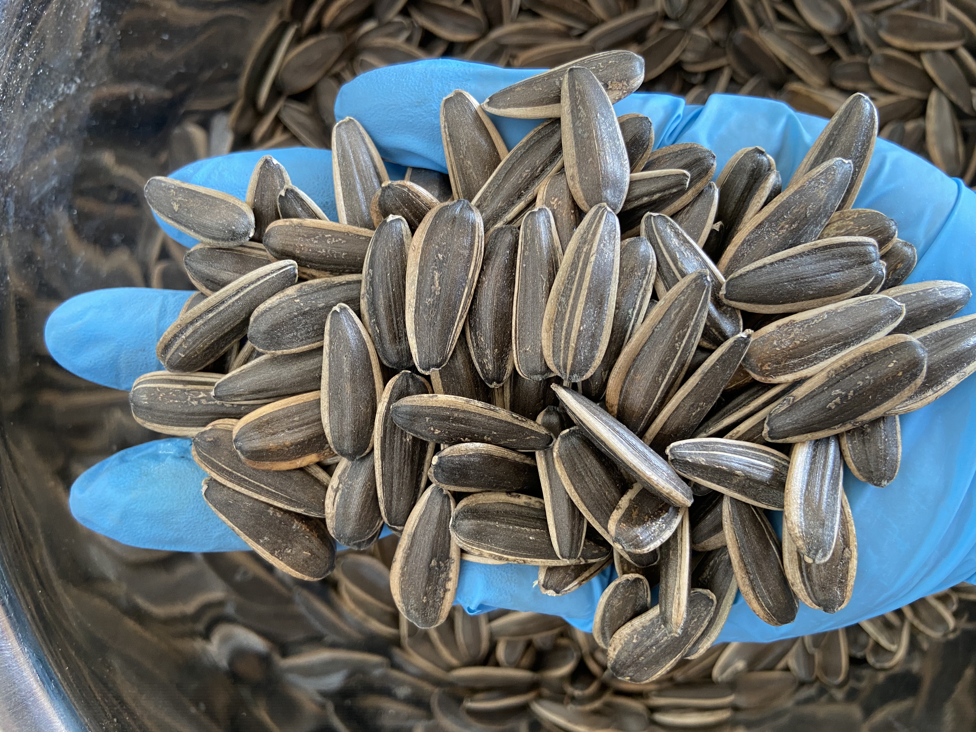 Sunflower Seeds 361
