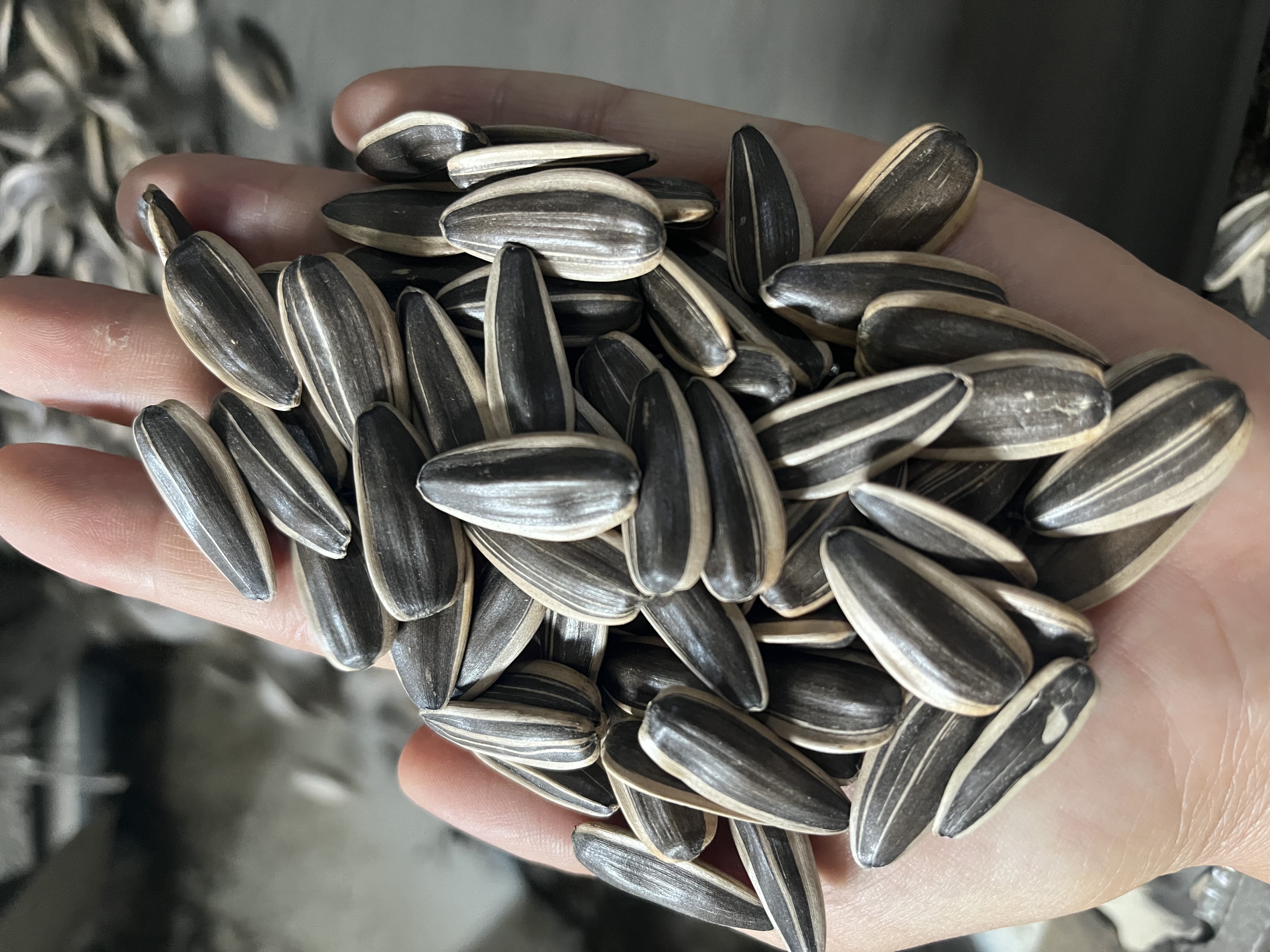 Sunflower Seeds 361