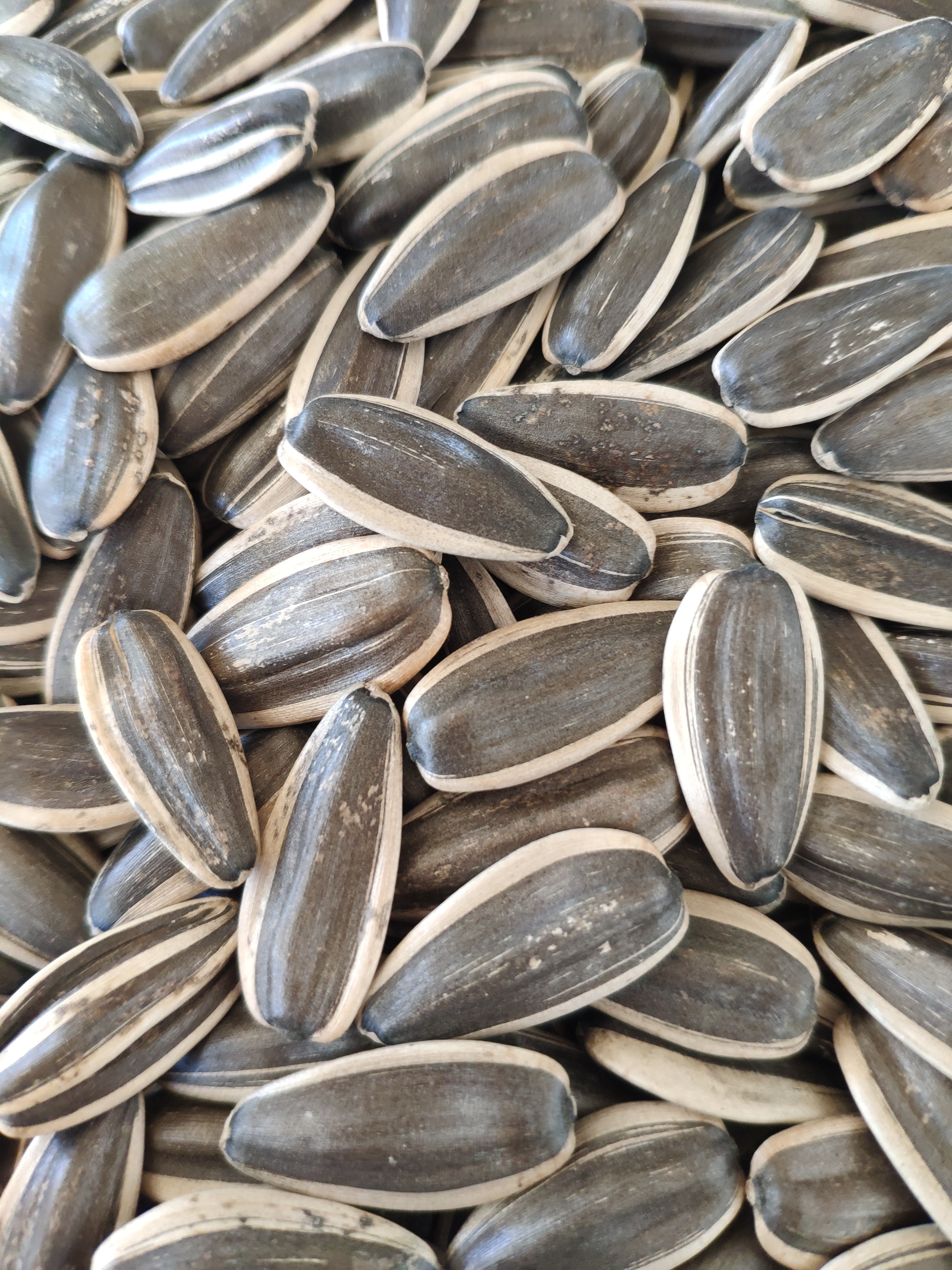 Sunflower Seeds 361