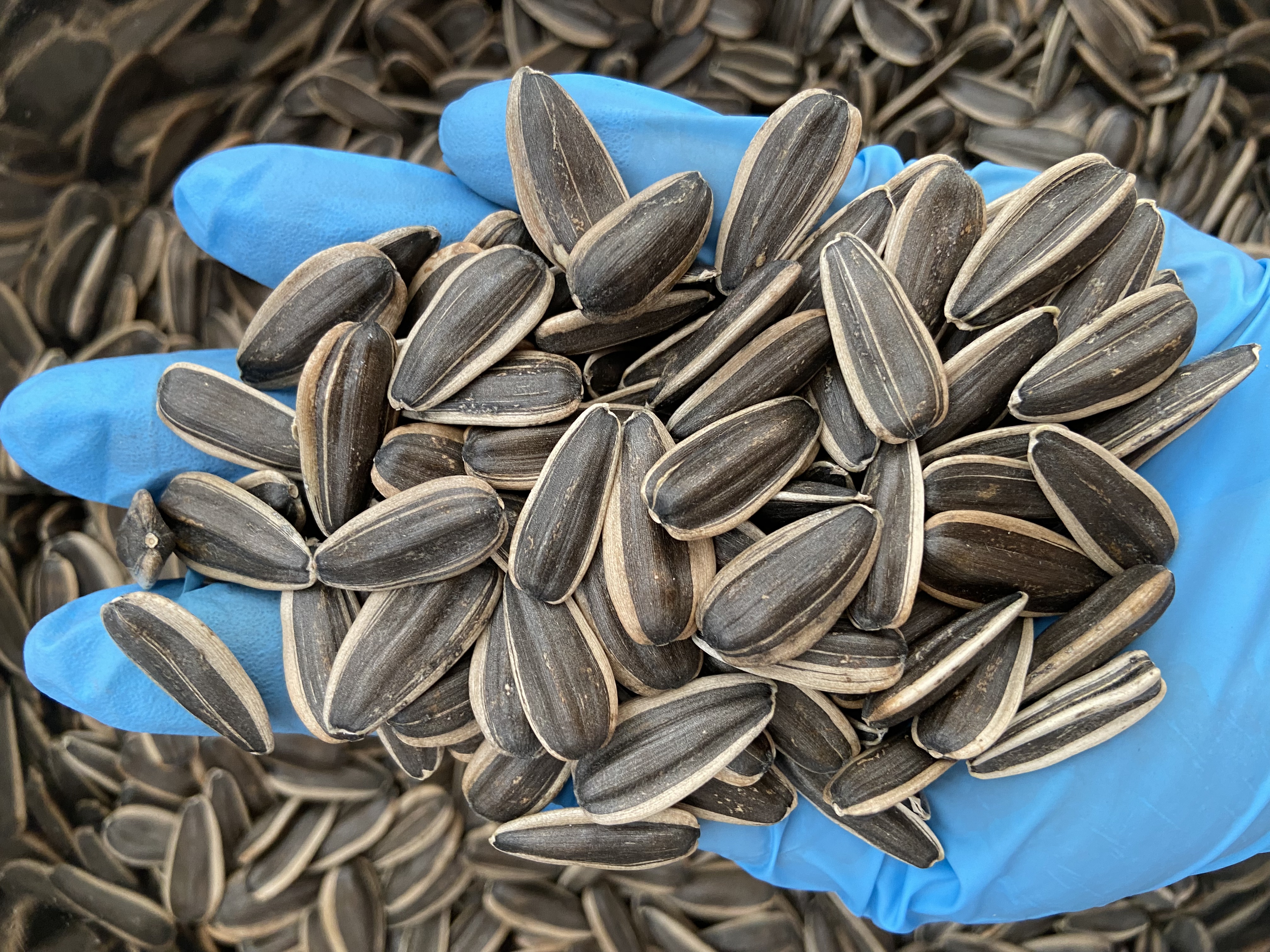 Sunflower Seeds 361