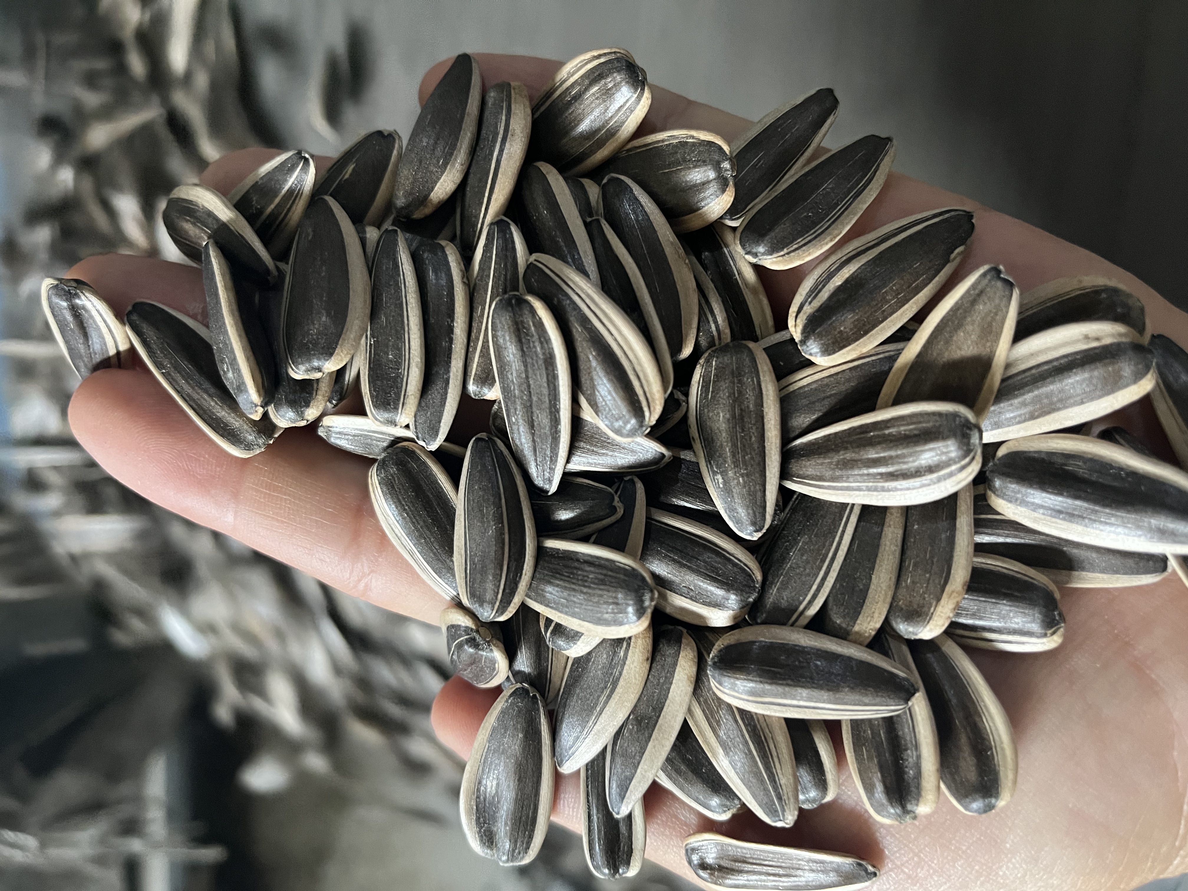 Sunflower Seeds 361