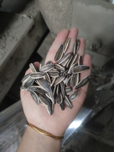 Sunflower seeds T6 close-up for quality inspection