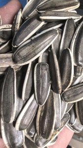 Sunflower seeds T6 in jute bag for wholesale