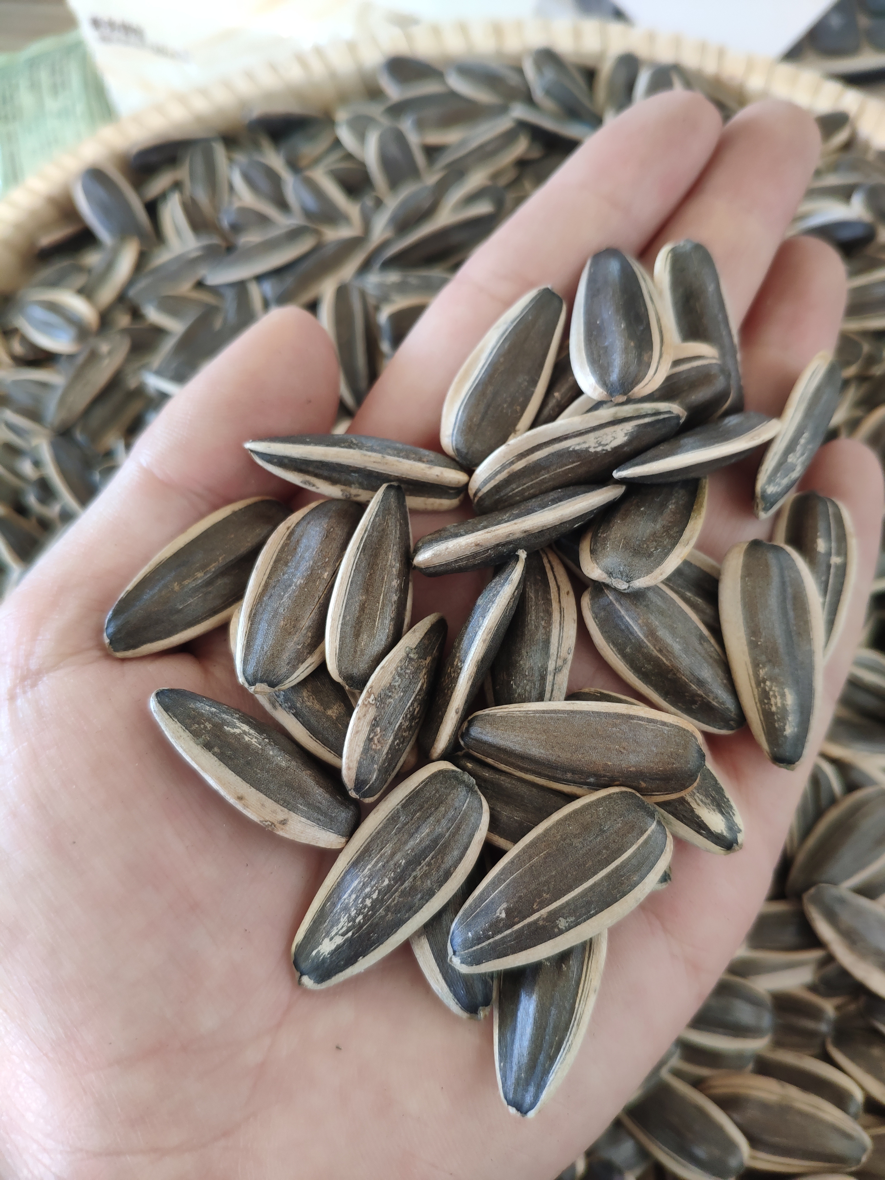 Sunflower Seeds 361