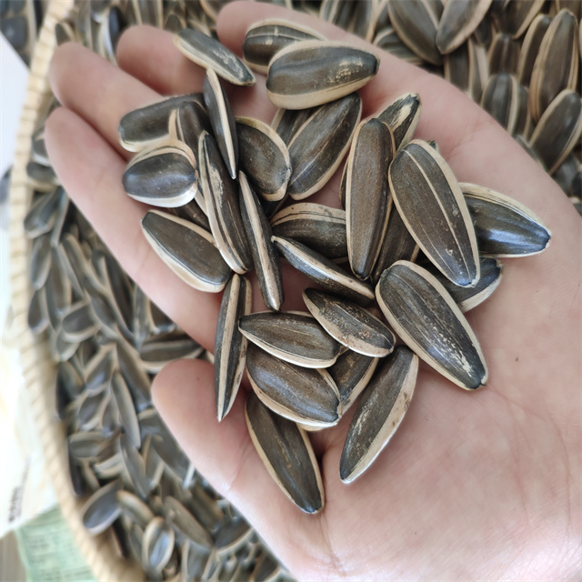 Sunflower Seeds 361