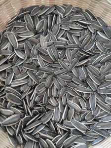 Close-up of raw sunflower seeds T6 with black shells