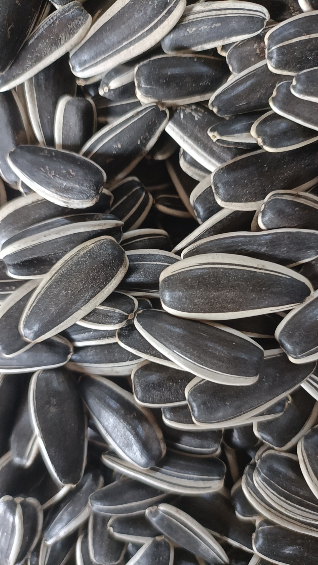 Sunflower Seeds T5