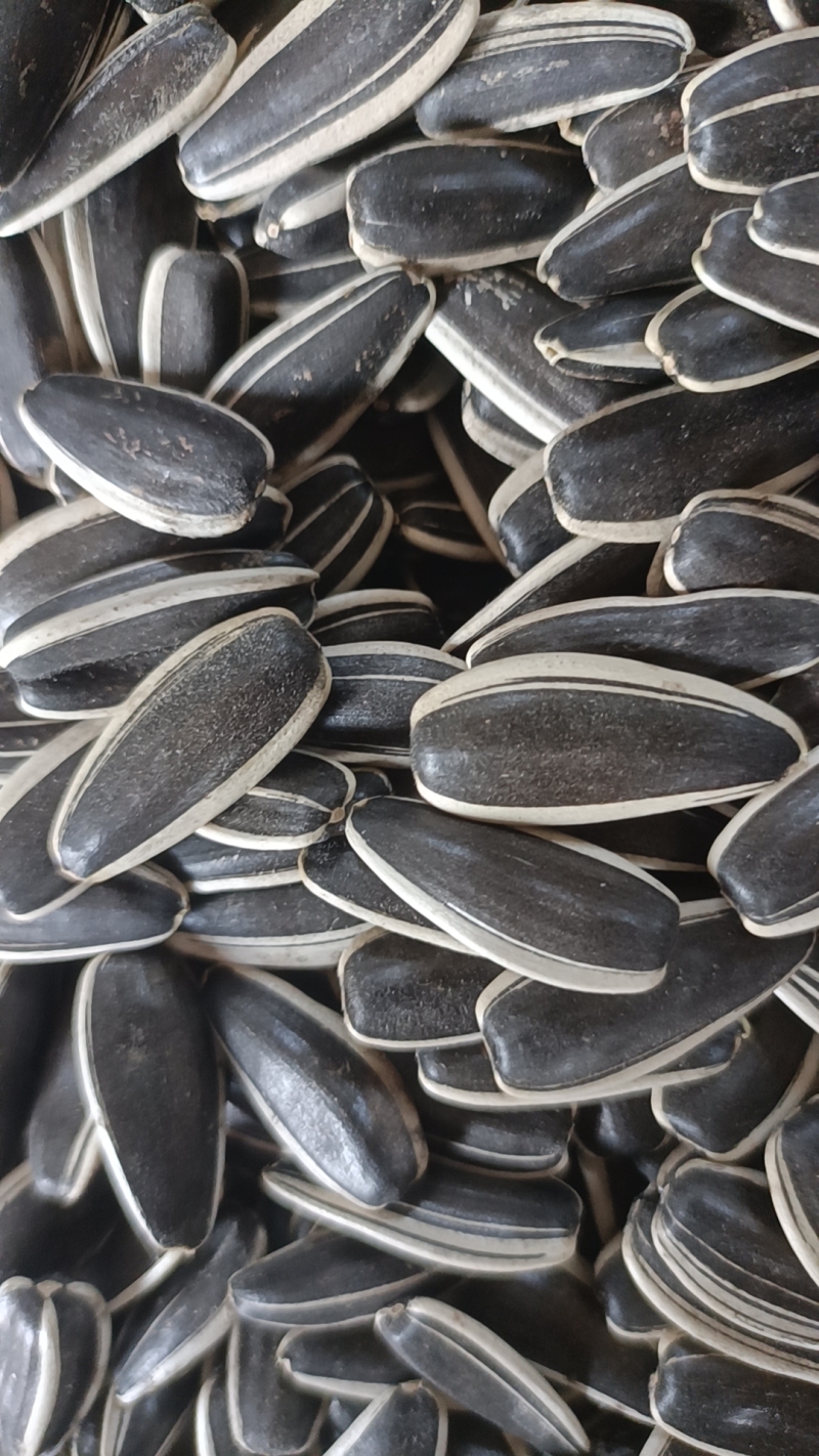 Sunflower seeds T5 close-up
