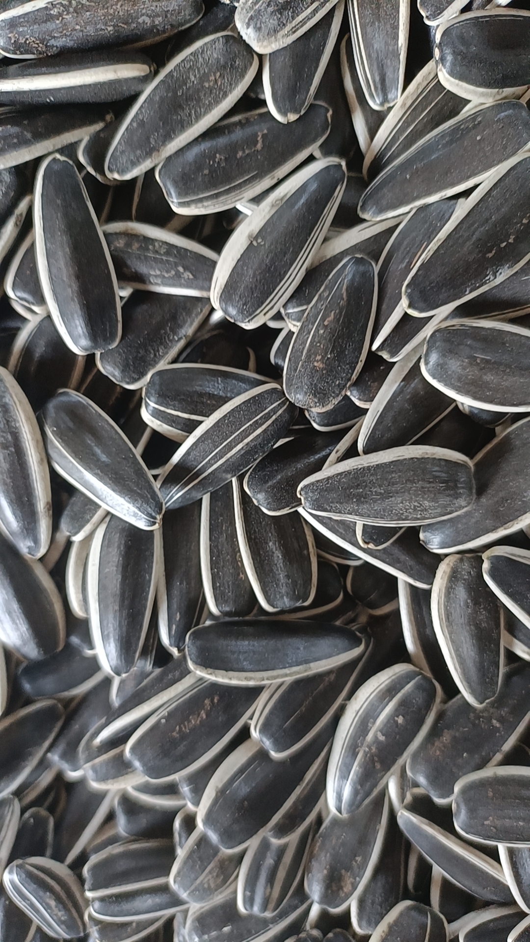 Sunflower Seeds T5