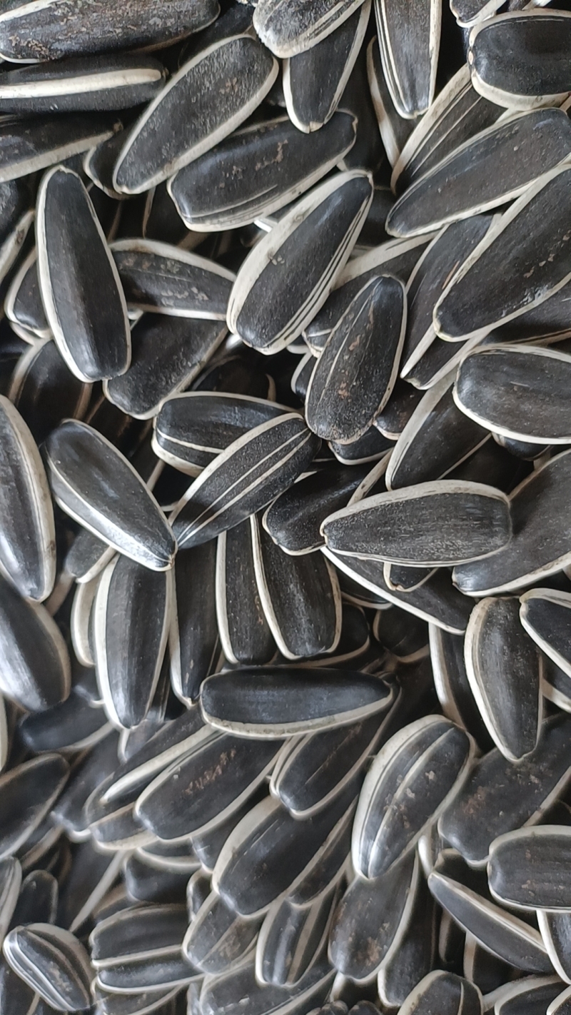 Sunflower seeds T5 close-up showing black shells