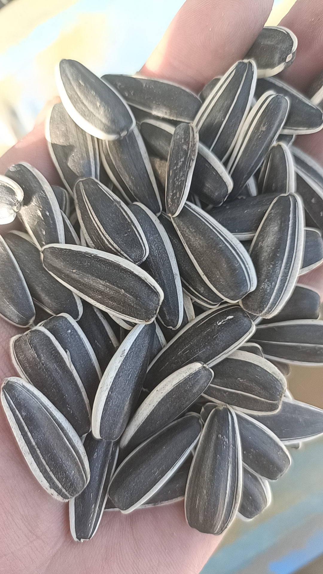 Sunflower Seeds T5