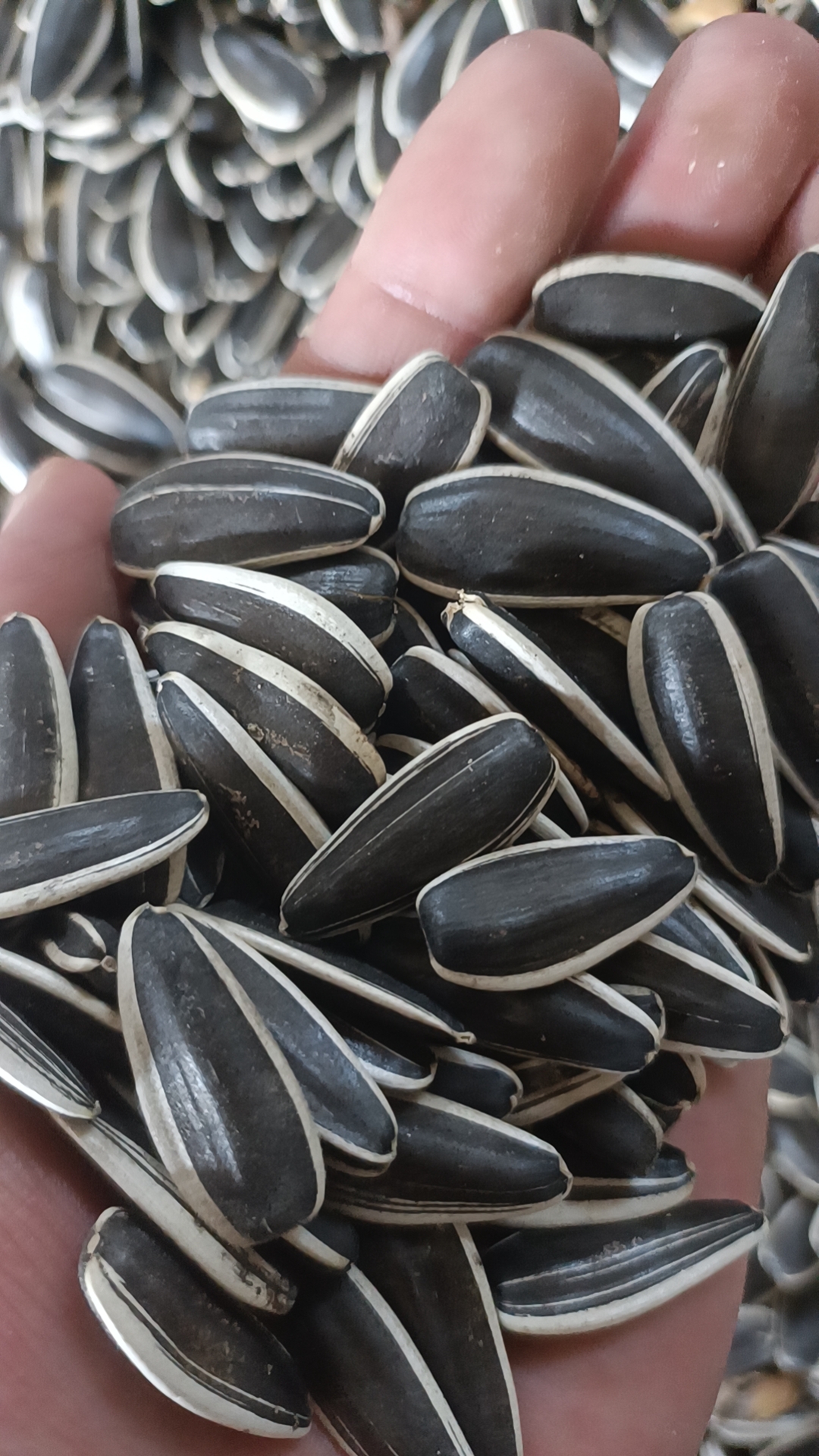Sunflower Seeds T5