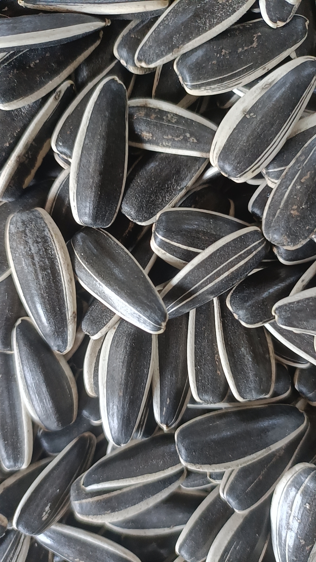 Sunflower Seeds T5