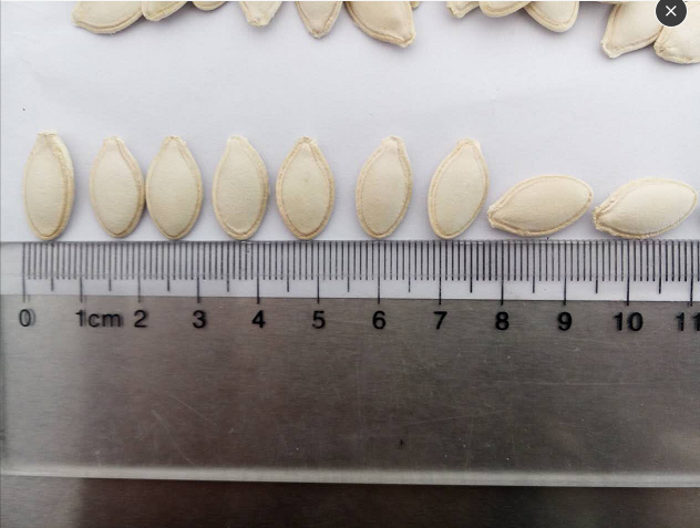 Shine Skin Pumpkin Seeds