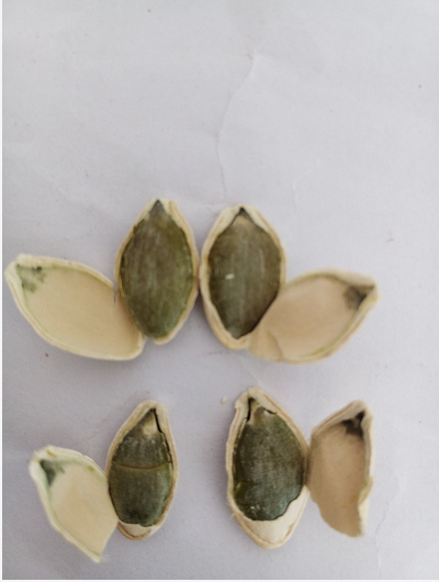 Shine Skin Pumpkin Seeds