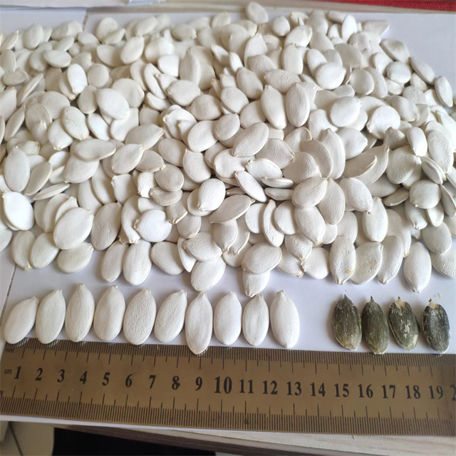 Snow White Pumpkin Seeds