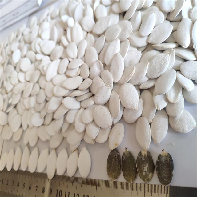 Snow White Pumpkin Seeds