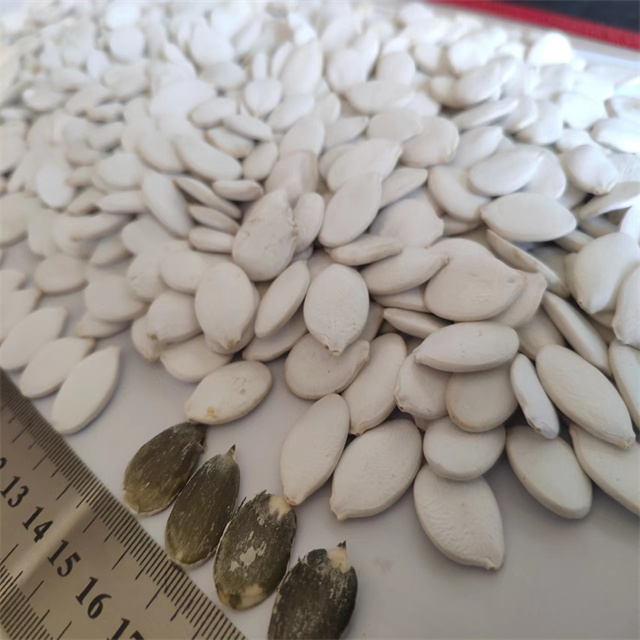 Snow White Pumpkin Seeds