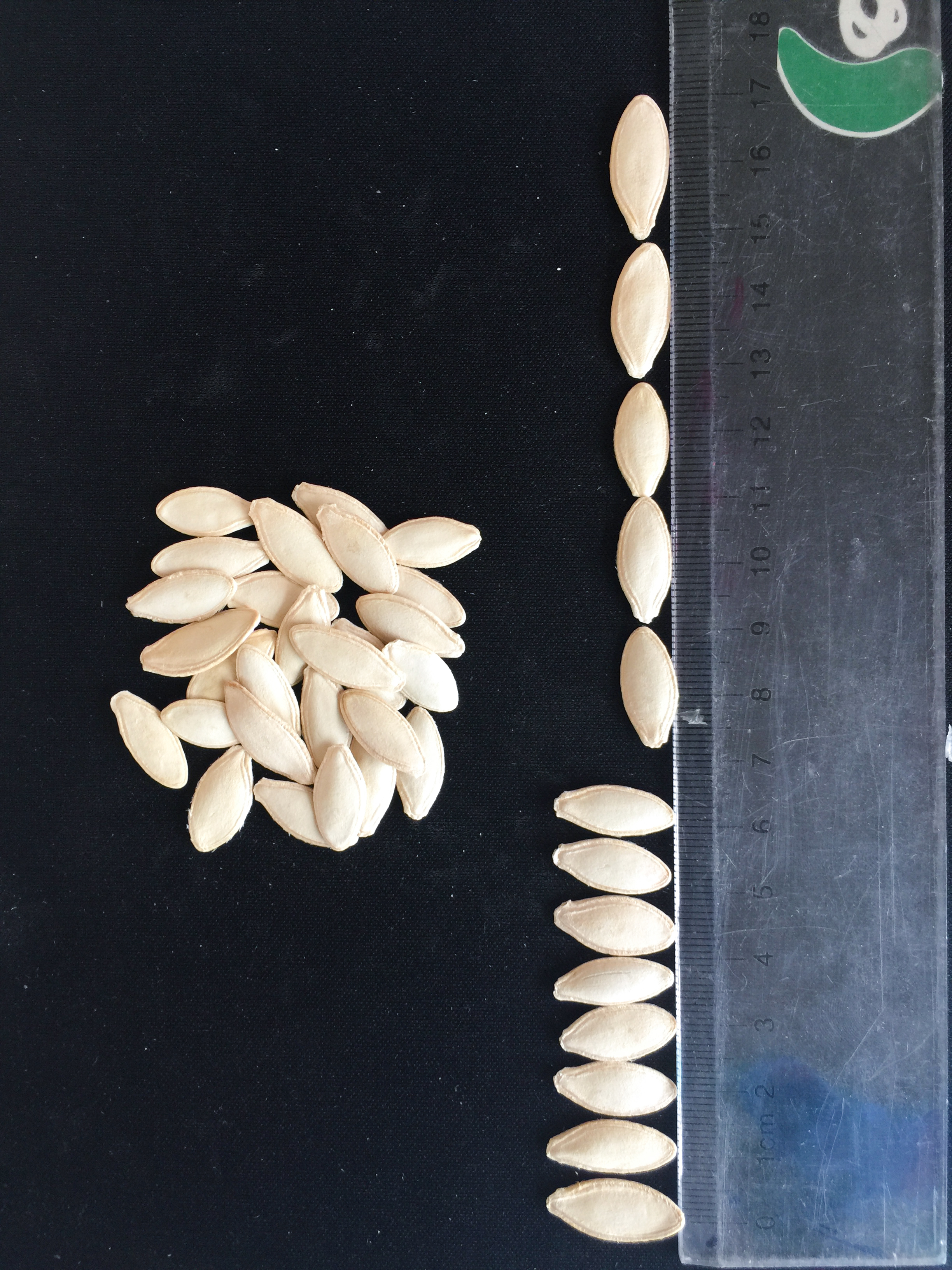 Lady Nail  Pumpkin Seeds
