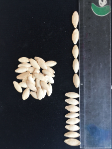 Pumpkin seeds bulk - white 10cm plus