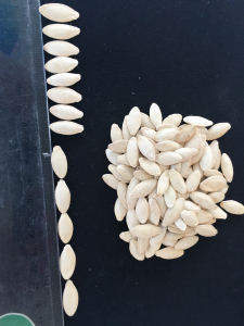 10cm+ white pumpkin seeds - top view