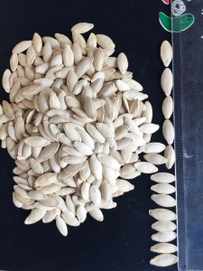 Lady Nail seeds - 10cm length showing