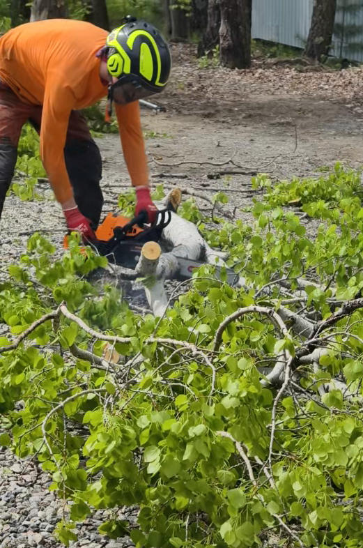 Hanakawa H945 professional gasoline chainsaw for firewood cutting