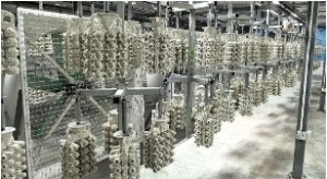 Wax shell production