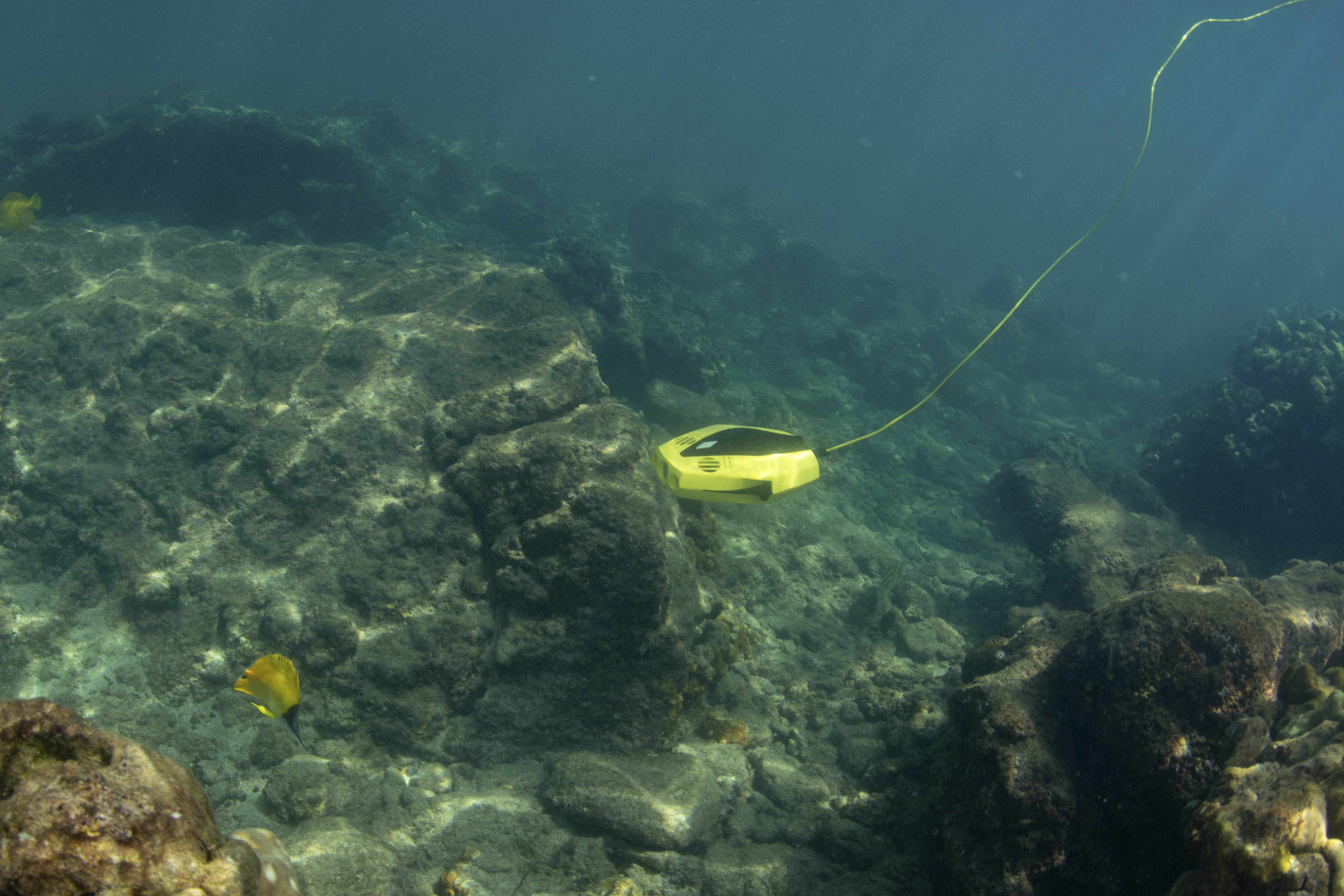 CHASING Dory