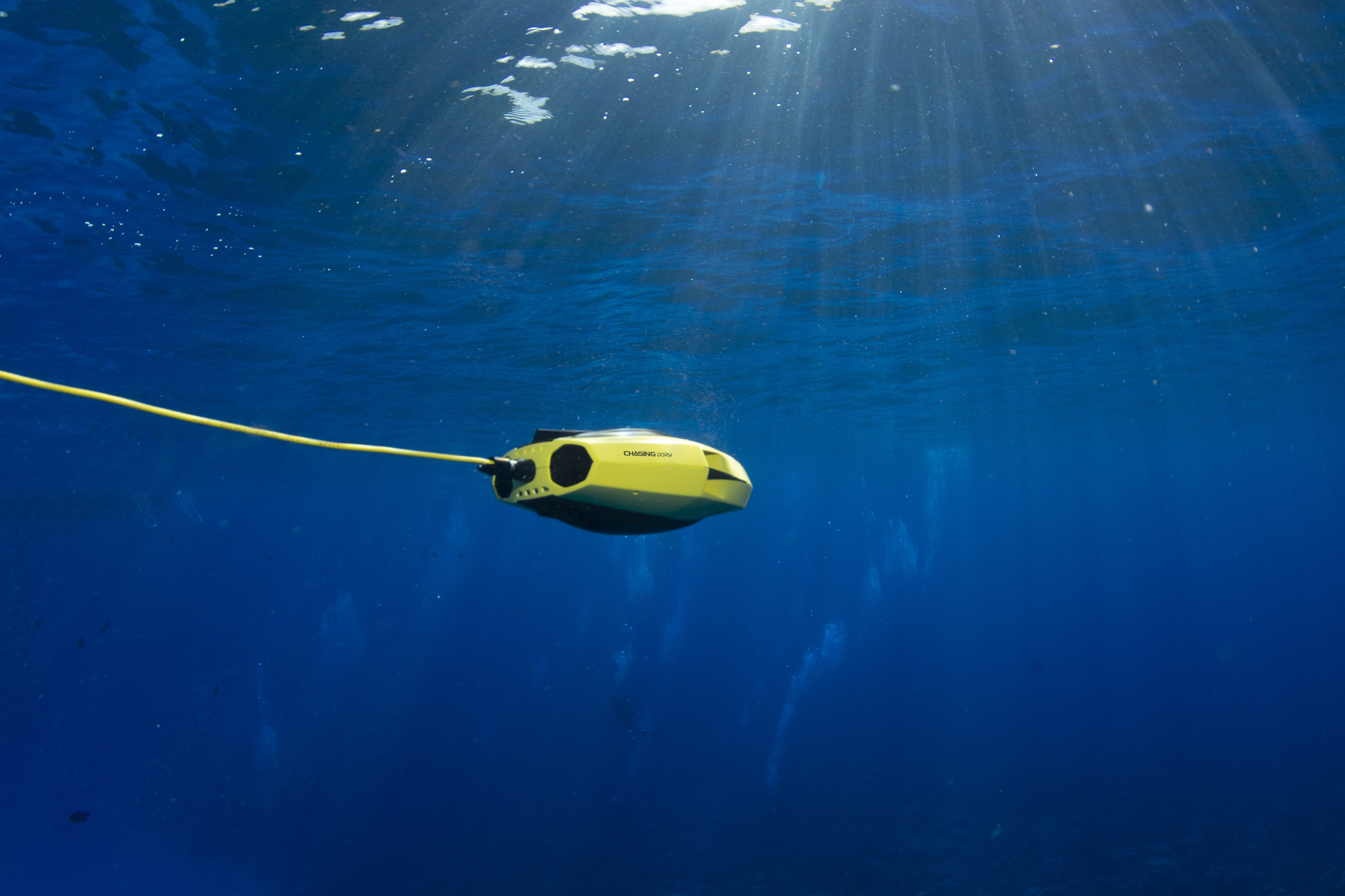CHASING Dory