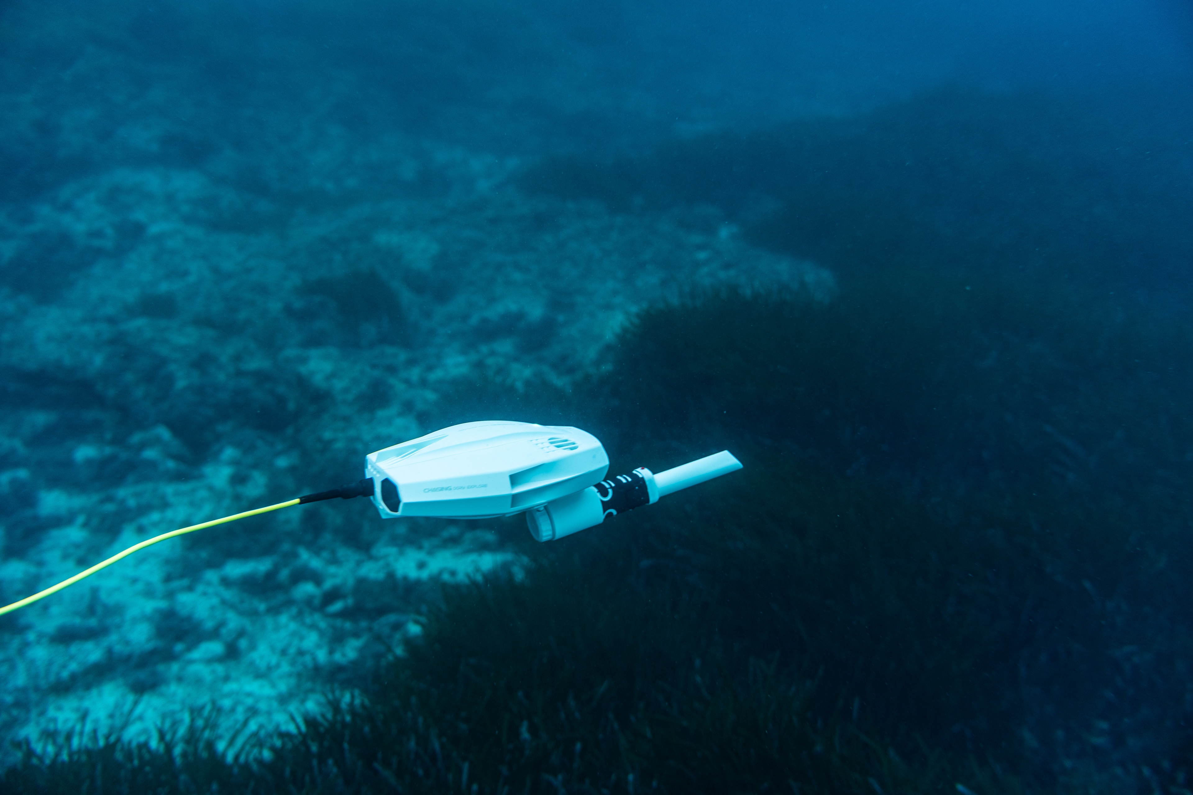 CHASING Dory Explore