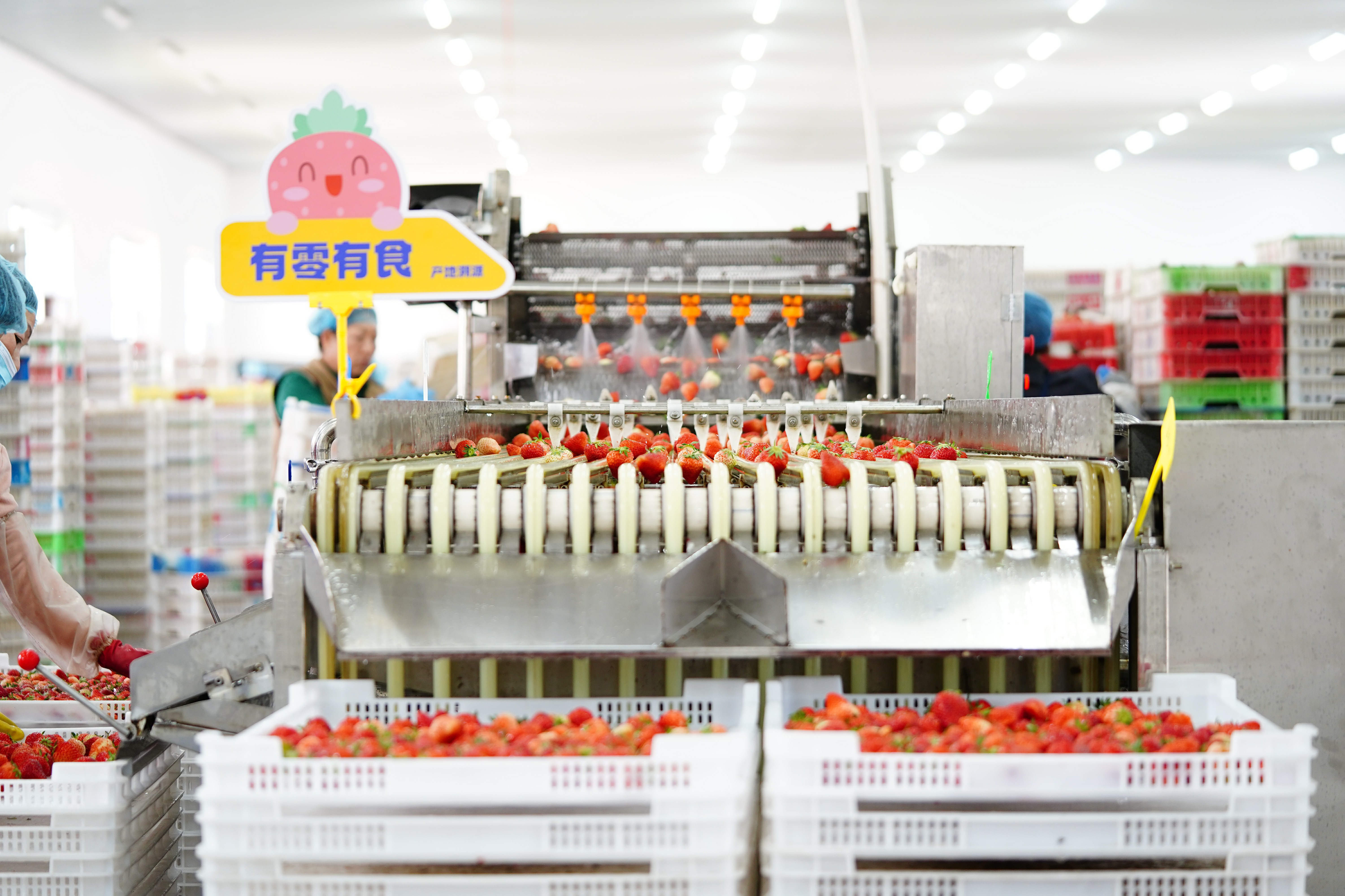 Strawberry-washing-and-sorting-process