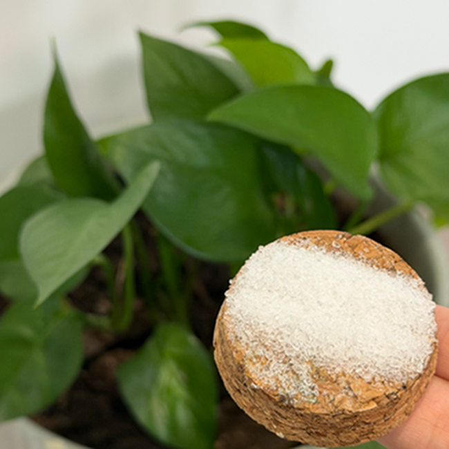 Magnesium sulphate heptahydrate granules for fertigation and foliar application
