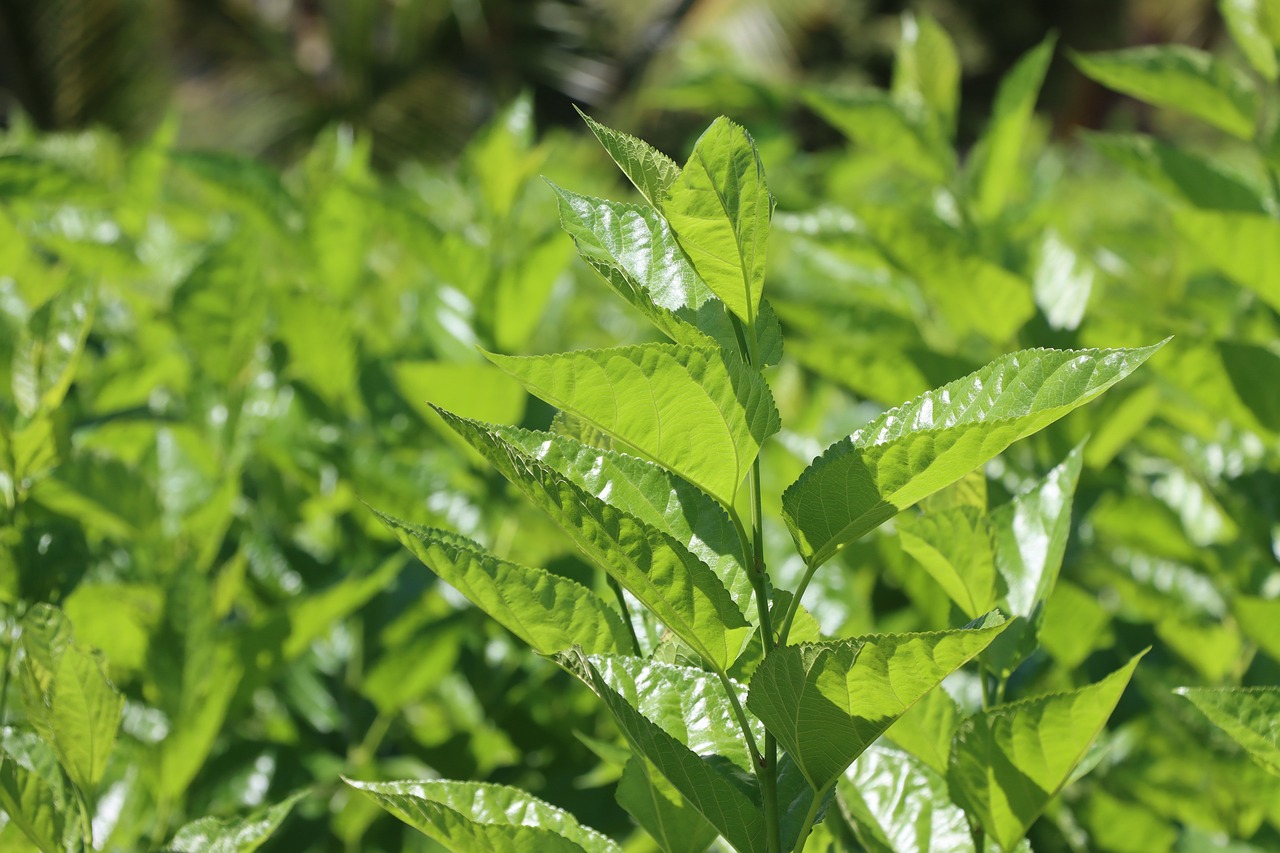 Sodium Copper Chlorophyllin