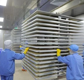 freeze-dried fruit powder Pretreatment