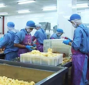 freeze-dried fruit powder Raw Material Select