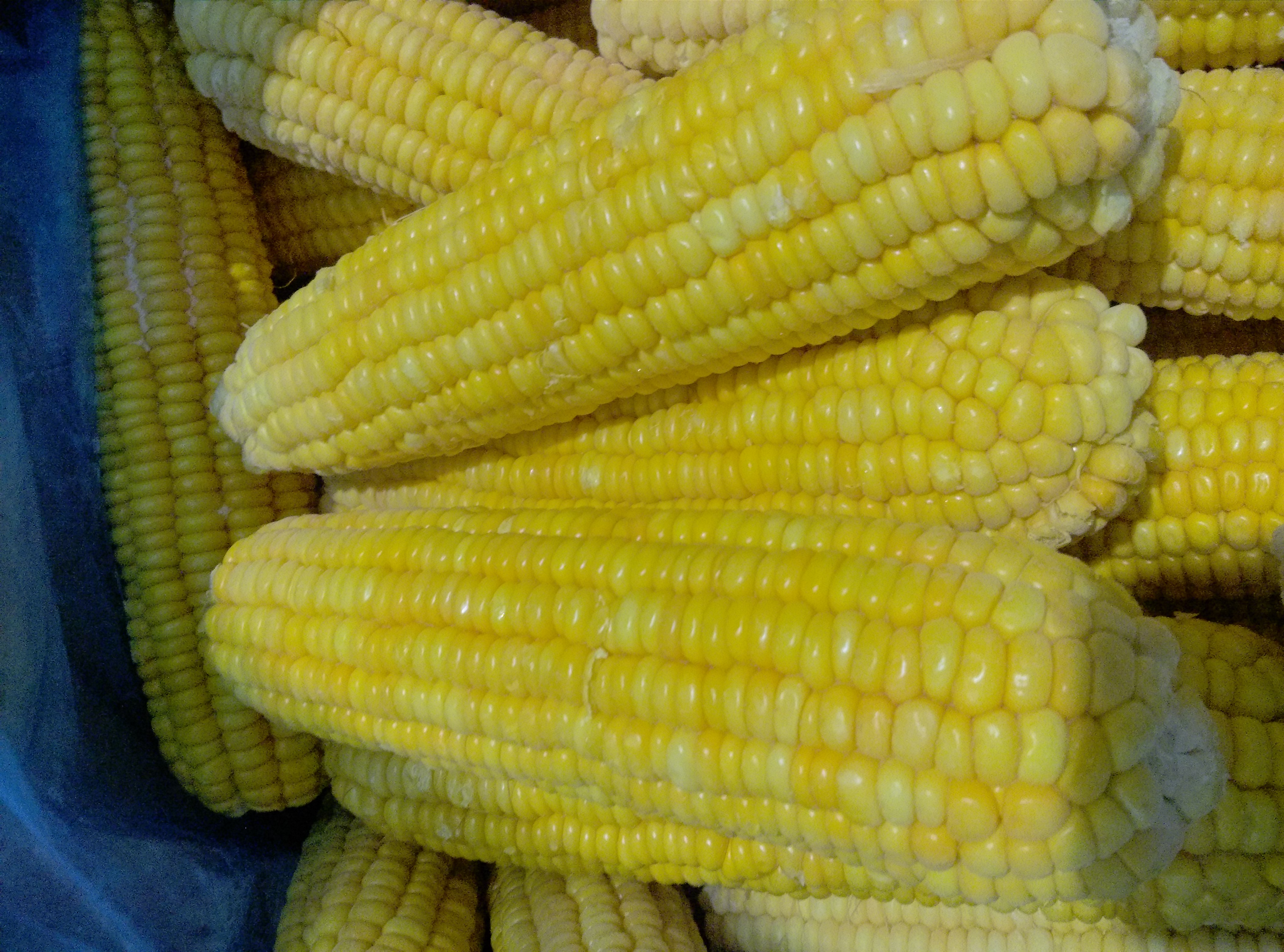 Frozen Whole Corn on the Cob