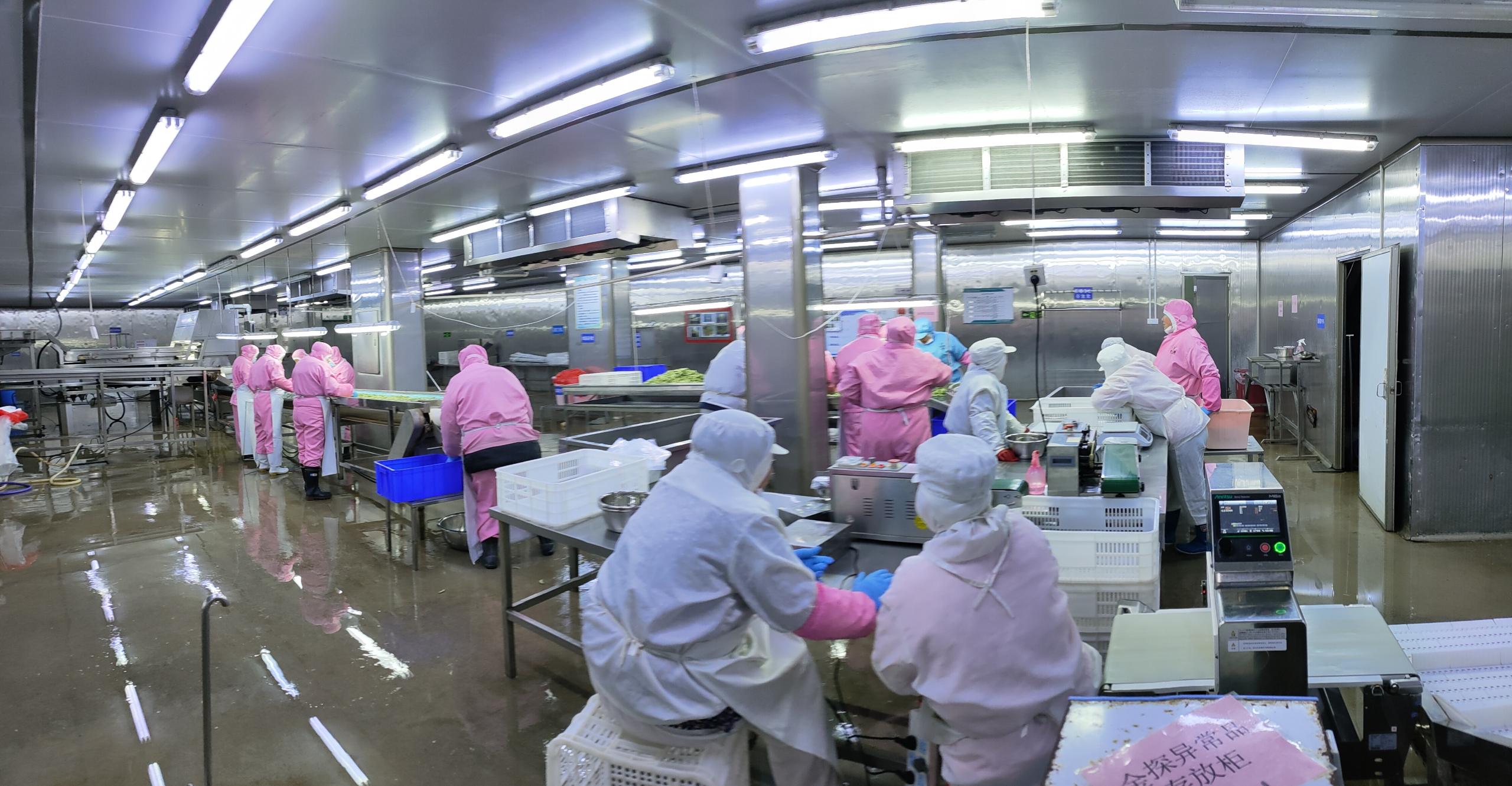 Automated processing workshop used for IQF frozen vegetable preparation