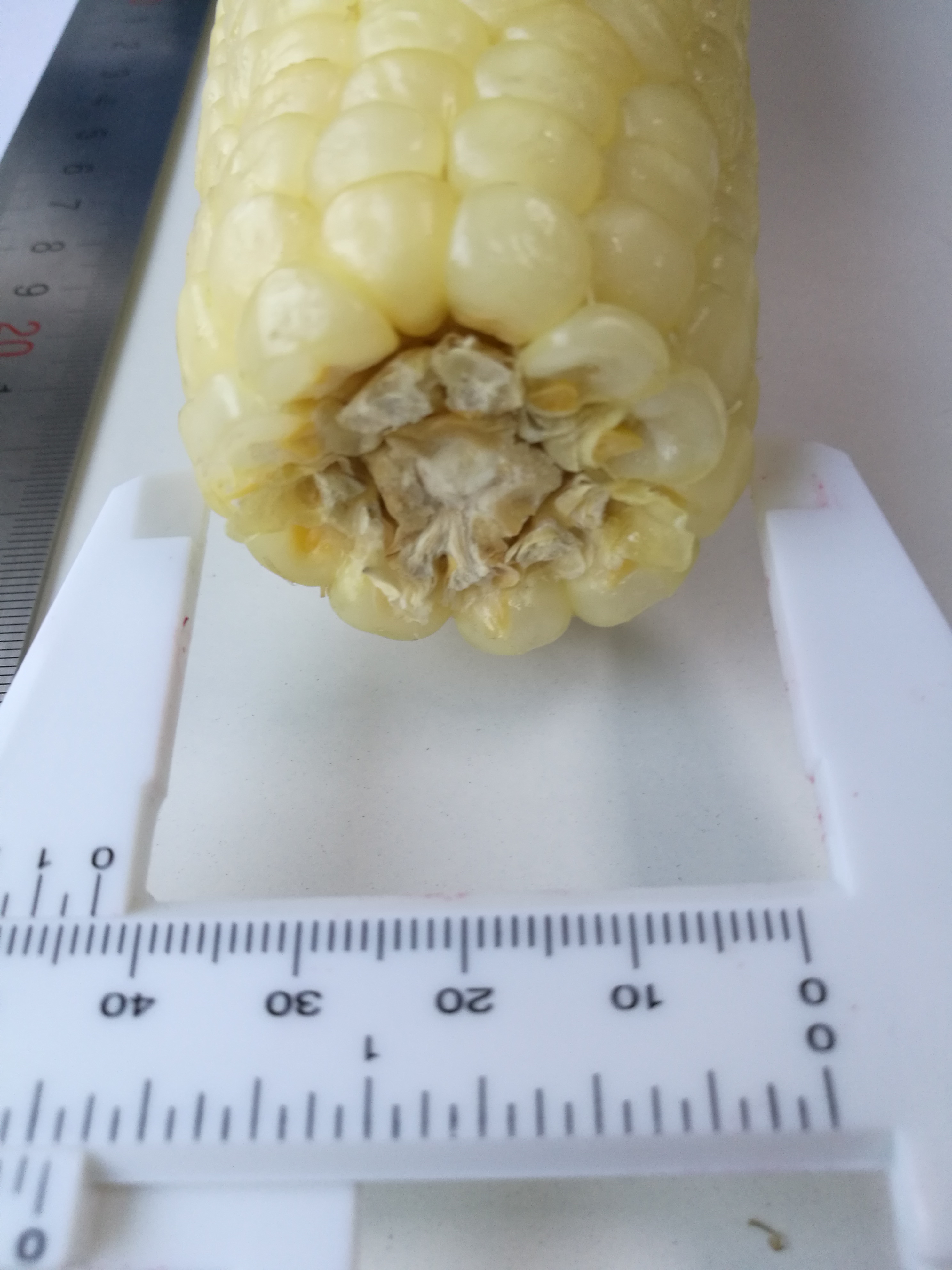 corn